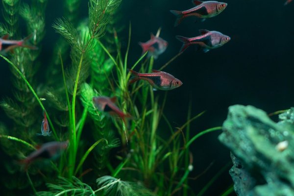 aquarium nitrogen cycle