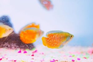 Aquarium Substrate Guide: Gravel, Sand, and Planted Tank Options