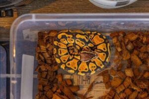 Ball Python Care: Enclosure, Feeding, Heat, and Humidity
