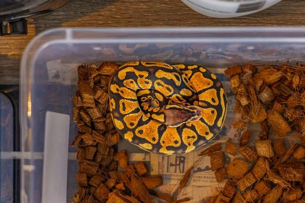 ball python care