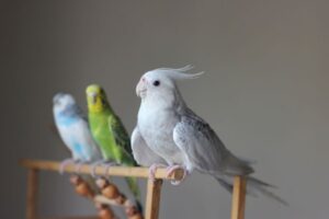 Best Pet Birds for Beginners: Choosing the Right Species