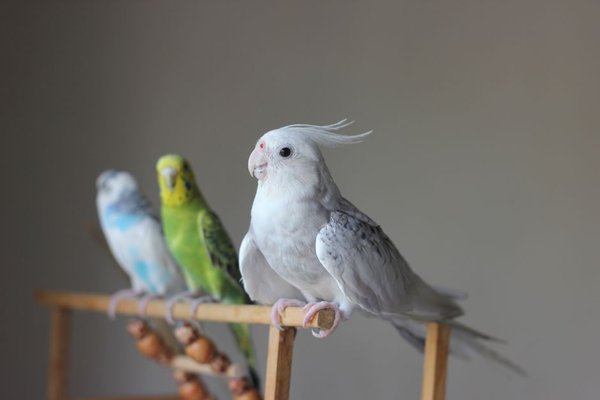 best pet birds for beginners