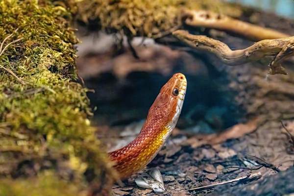 bioactive reptile enclosure