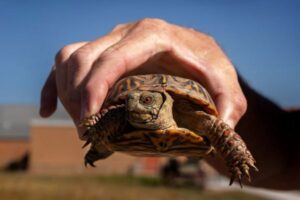 Box Turtle Care: Habitat, Diet, Humidity, and Seasonal Needs