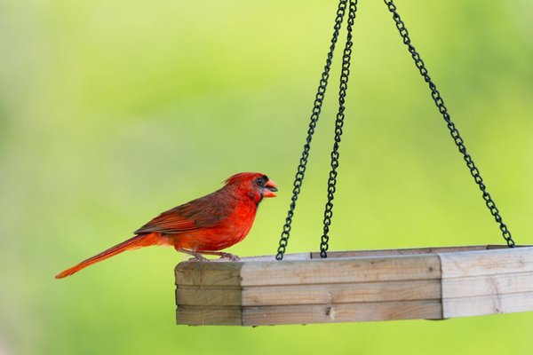 common backyard birds in the usa