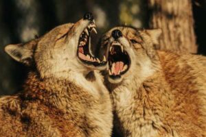 Coyote vs. Wolf: Size, Tracks, Calls, and Behavior