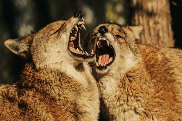 coyote vs wolf