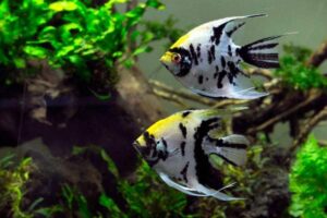 Freshwater Angelfish Care: Tank Size, Diet, and Tank Mates