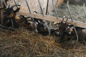 Goat Feeding Guide: Forage, Minerals, Grain, and Water