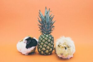 Vitamin C Foods for Guinea Pigs: Safe Everyday Options