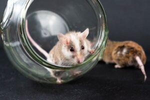 How Long Do Pet Mice Live? Lifespan and Care Tips
