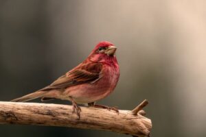 How to Identify Bird Calls: A Beginner’s Listening Guide