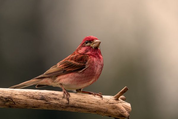 how to identify bird calls