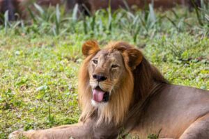 Lion Habitat and Diet: Where Lions Live and What They Eat