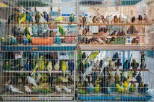 Pet Bird Cage Setup: How to Create a Safe Daily Space