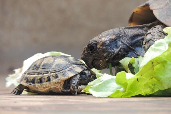 pet turtle feeding guide