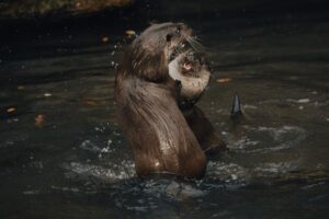 River Otter vs. Sea Otter: Habitat, Size, and Behavior