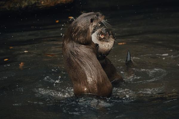 river otter vs sea otter