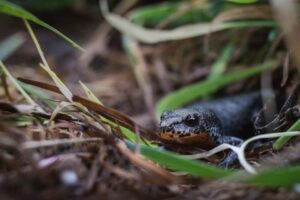 Salamander Habitat Setup: Moisture, Substrate, Hides, and Temperature